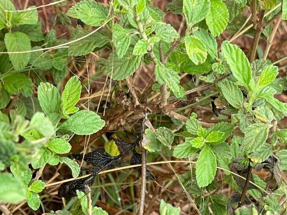 Lippia